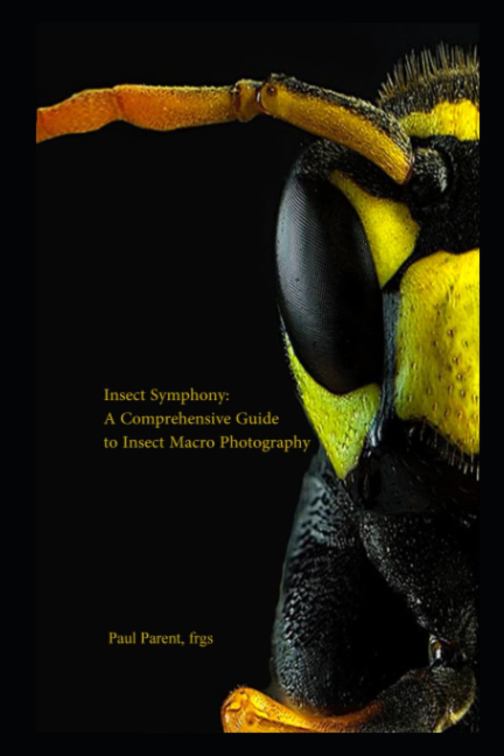 Insect Symphony: A Comprehensive Guide to Insect Macro Photography