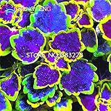 2016 Children's Promotion 100 Pcs/Bag Rainbow Dragon Coleus Seeds Beautiful Flower Plants Balcony Potted Bonsai Mixed Colors