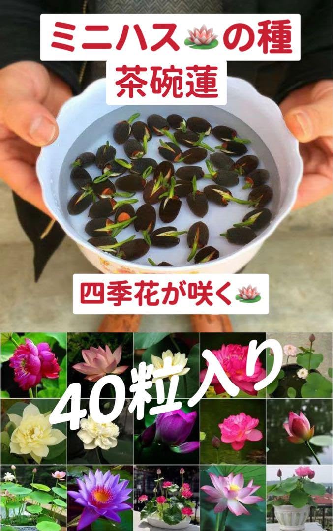 Amazon.co.jp: ミニハスの種 茶碗蓮 ハスの種 屋内外植付け可能 お得な