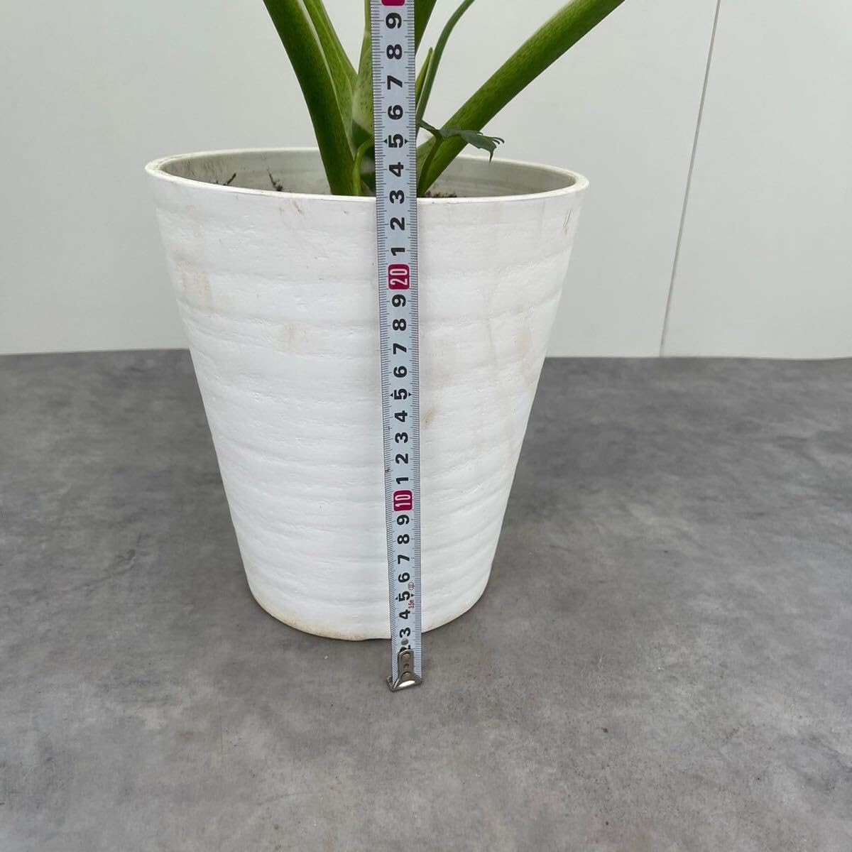 Amazon.co.jp: フィロデンドロン ワルセウィッチー 約7号 大型大株 幹