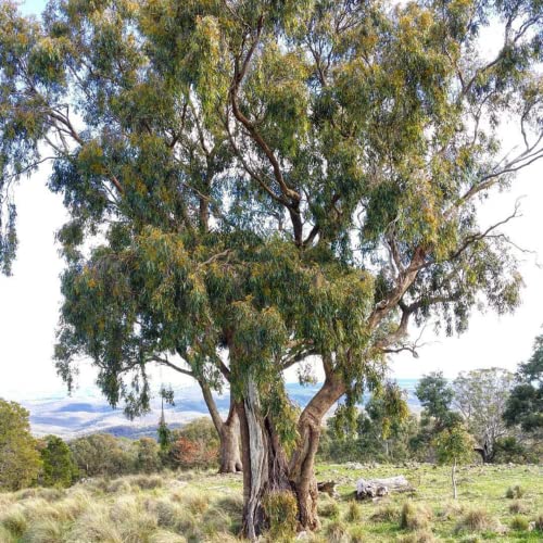 Chuxay Garden 20 Seeds Eucalyptus Nicholii,Narrow-Leaved Peppermint,Willow-Leaved Peppermint Evergreen Tree Highly Fragrant Refreshing Plant #TOP5