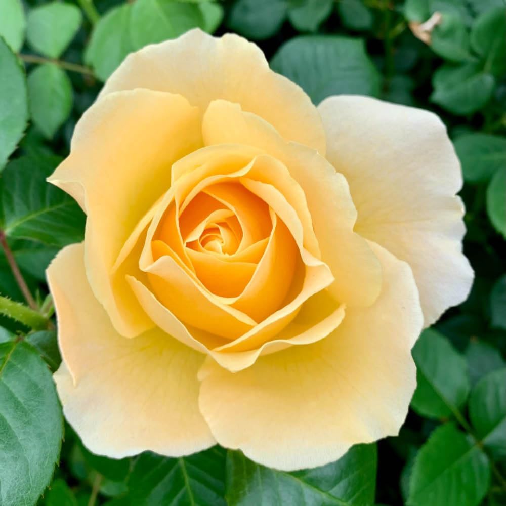 YouGarden Harkness Roses Sarah's Rose, 1 x 4 Litre Pot, Yellow Flowering Floribunda Bush Rose