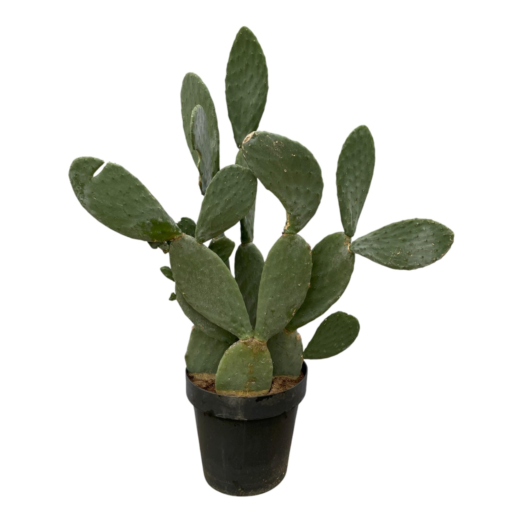 Trendyplants - Opuntia Ficus Indica - Kaktus - Hhe 130-150 cm - Topfgre  50cm : Amazon.de: Garten