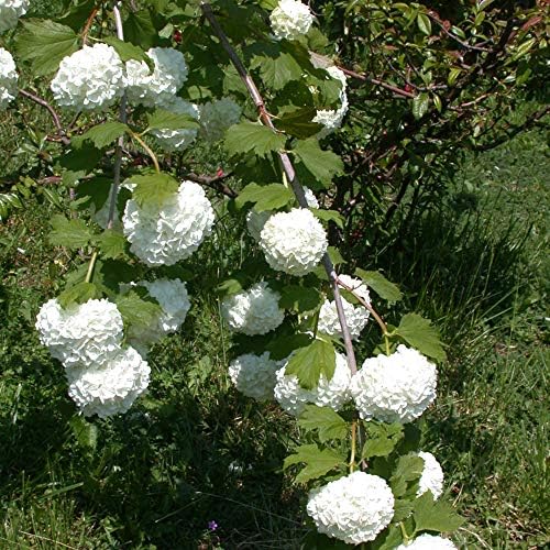 Viburnum Roseum Large Hardy Outdoors Potted Flowering Garden Shrubs Snowball Tree Flowers for The Border or Patio Pots, 1 x Viburnum Opulus Roseum Shrub Plants in 9cm Pots by Thompson and Morgan
