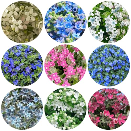 Semi di Evolvulus nuttallianus - prato perenni resistenti giardino in vaso da esterno 500pcs