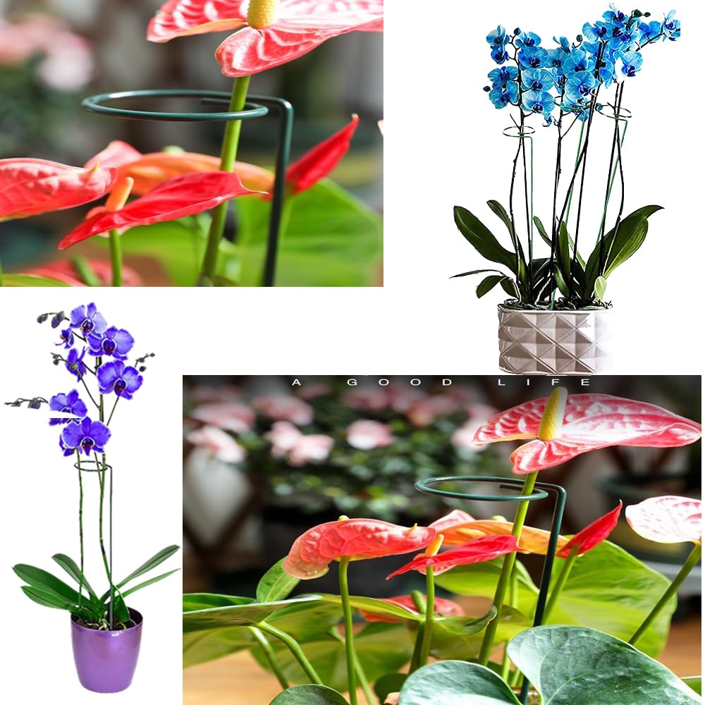 Support Pour Plantes, 24 Pièces, Piquets Pour Plantes, Anneau Demi-rond