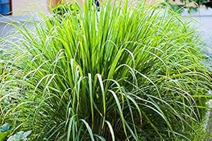 4 Lemongrass Plants Well Rooted, Live Lemon Grass for Planting 5 to 7 Inch
