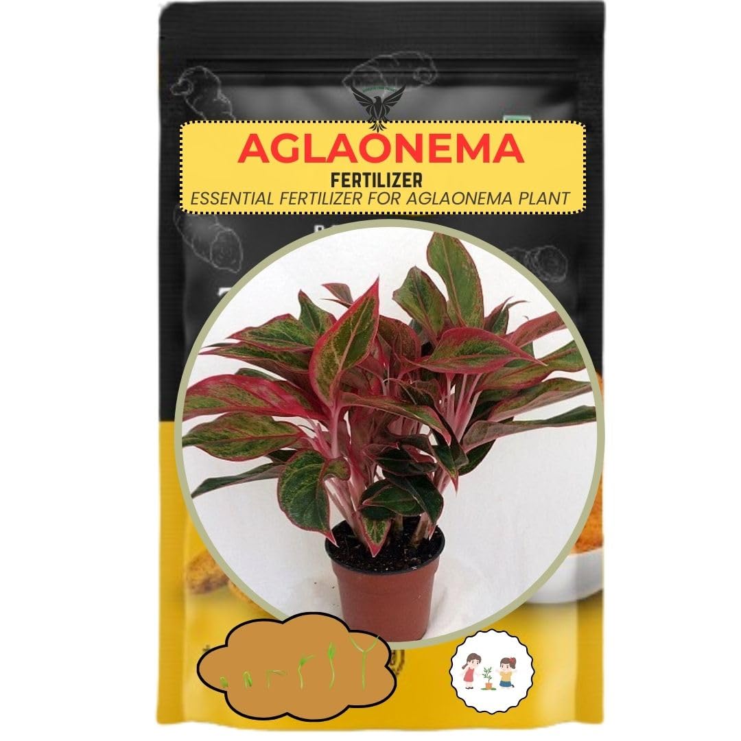 250 GRAM | AGLAONEMA PLANT ESSENTIAL FERTILIZER| The Resilient Beauty | Air Purifier Live Indoor Plant for Living Room, Table, Bedroom & Office Home Decoration | House Warming | Sign of Luck-image-19