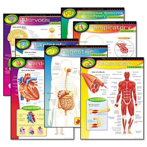 TREND ENTERPRISES, INC T38913 Learning Chart Combo Pack, The Human Body, 17w x 22h, 7/Pack