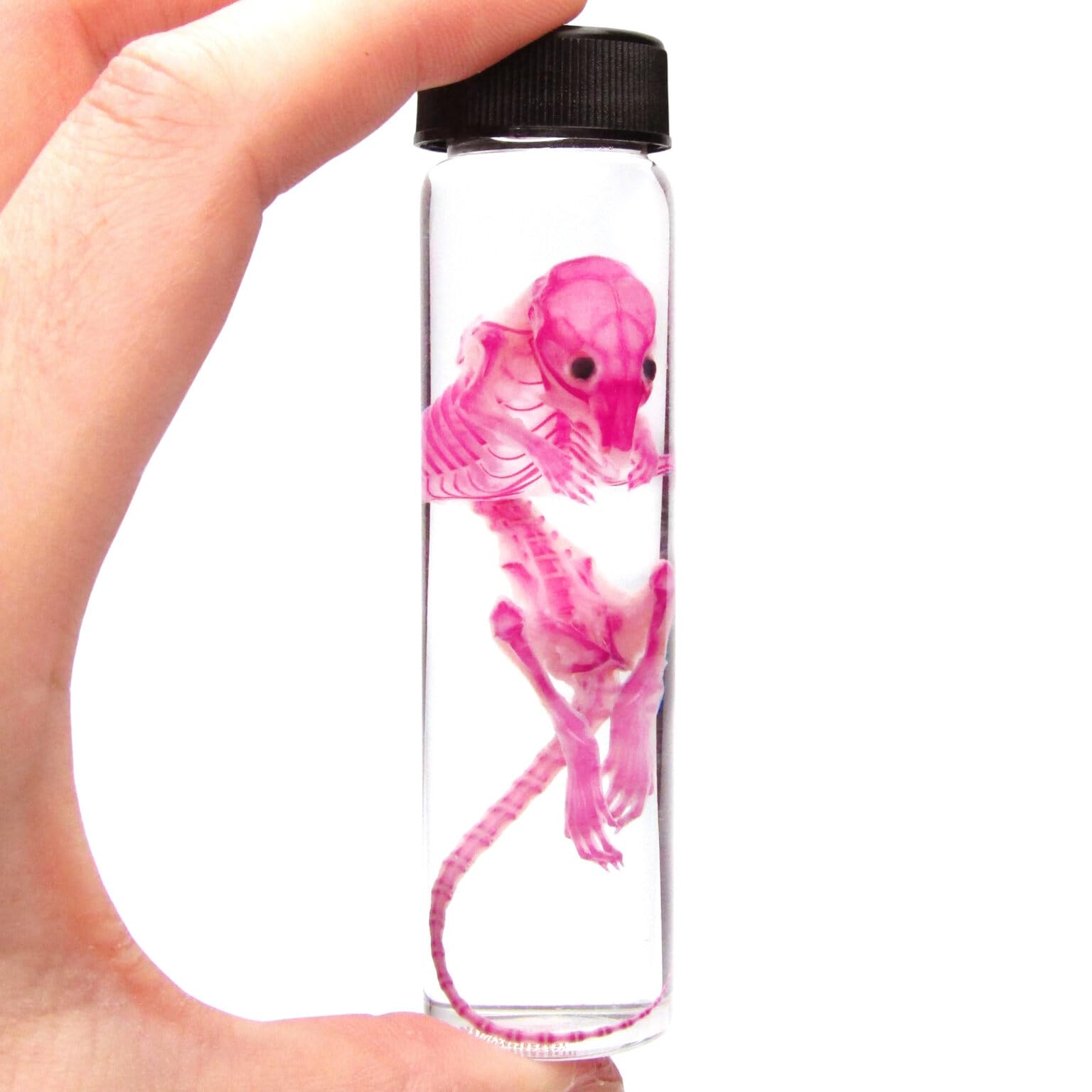 BicBugs Mouse Pink skeletonized diaphonized Wet Specimen