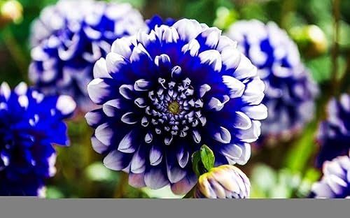 Semillas de dalia de punta azul y blanca raras, hermosas flores perennes, plantas de dalia, 100 piezas de semillas