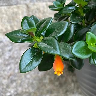 350 pcs Goldfish Chlorophytum Seeds Plant Seeds for Indoor Planting Orchid Seeds Fresh Plants Seeds Bonsai Pot Flower Seeds Indoor Plant for Home Bonsai Seeds Ornamental Countyard