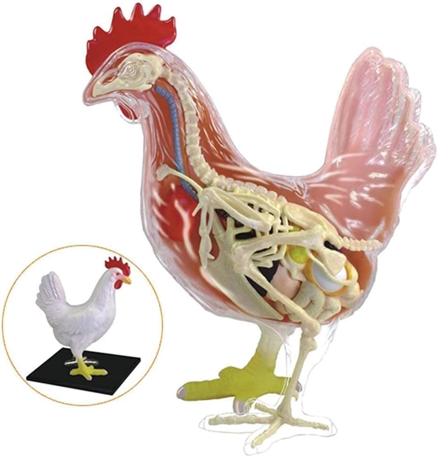 1 szt. 4D model anatomiczny szkieletu kurczaka - 32 odłączane części, edukacyjna układanka do nauki i opieki zdrowotnej