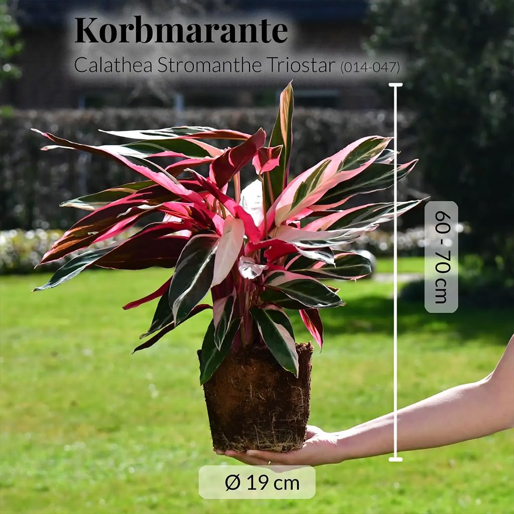 Zimmerpflanze Calathea Triostar No.19 | rosa-weiß-grüne Pflanze 60–70 cm im 19 cm Topf | ungiftig & pflegeleicht | luftreinigend | tropische Pflanze für Katzenfreunde & Wohnräume | Green Me Up