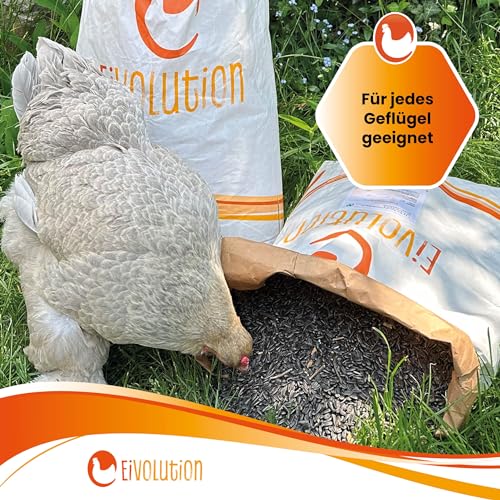 Eivolution Bio-Sonnenblumenkerne 800g - Probiergröße – Ideal für Meisenknödel & Futterspender – Hühner- & Wildvogelfutter – Natürlich, Energiereich, Gentechnikfrei, Winterfutter