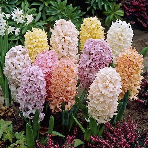 3 x Hyacinth Colour Mixture - Show Stopping Variety of Multi Coloured Hyacinth - Grace Every Spring Garden - Sweetly Fragrant - Perennial - for Your Beautiful Garden