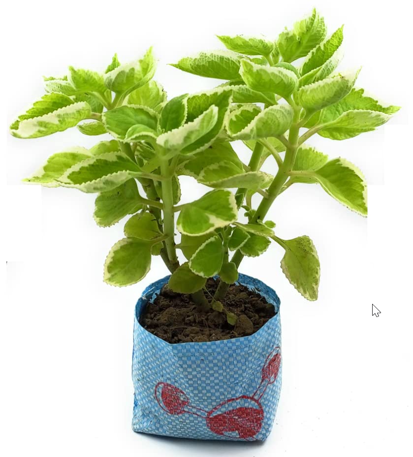 PlantMela Ajwain Herb Plant without Pot (Variegated Leave, 1) (B0B917TRHQ) Amazon Price History, Amazon Price Tracker