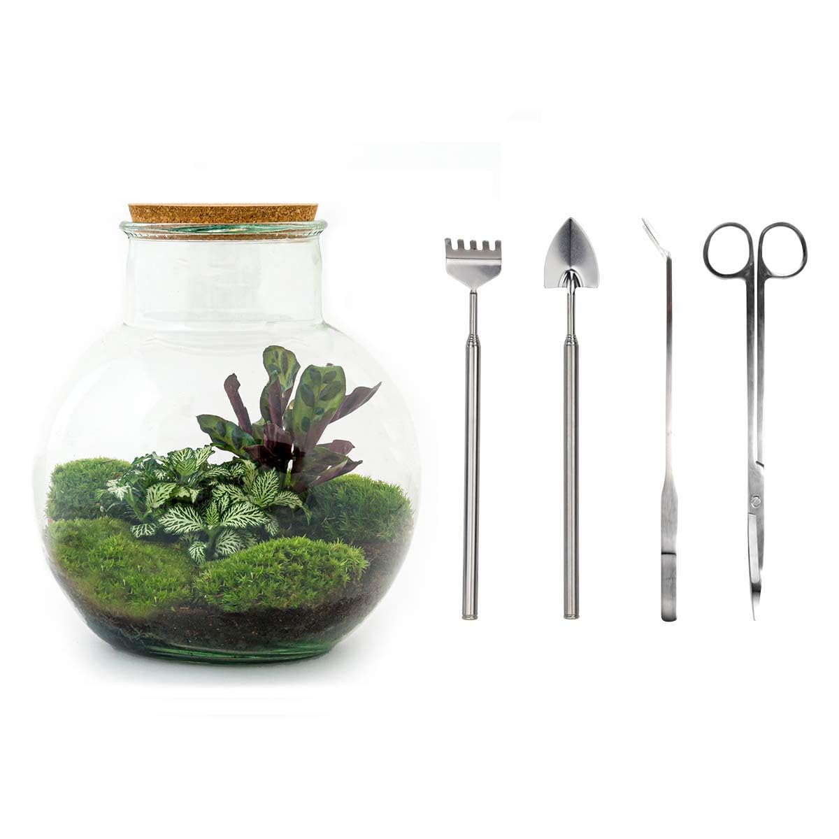 Terrarium do roślin • Teddy • roślina ekosystemowa • ↑ 26,5 cm – DIY – kompletny zestaw terrarium, terrarium, miejski, terrarium + grabienie + łopatka + pęseta + nożyczki