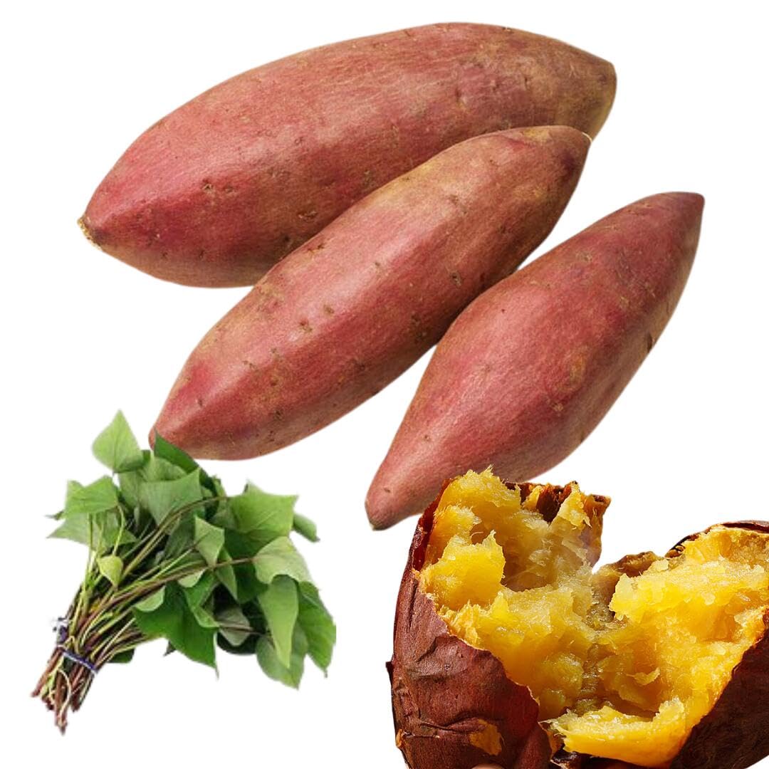 シルクスイート芋苗1000本送料込み シルクスイート芋苗1000本 【公式通販】
