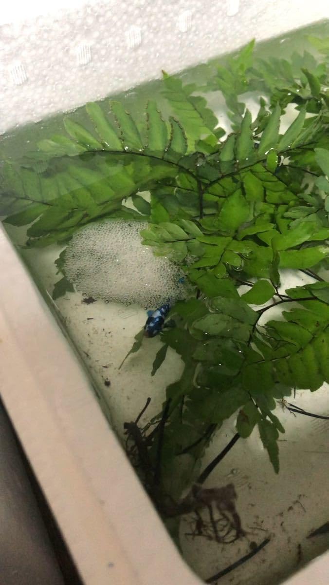 Amazon.co.jp: エビオドリ水草ファーン 3株セット シダ植物 陰性水草