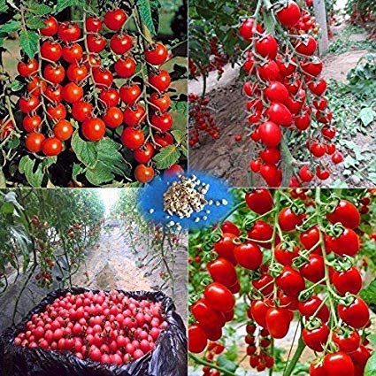 Cocont Lagoon Hybrid Cherry Tomato Tree Seeds,Organic Heirloom Vegetable Fruit 40 Rare Seeds (B07RCJX14S) Amazon Price History, Amazon Price Tracker