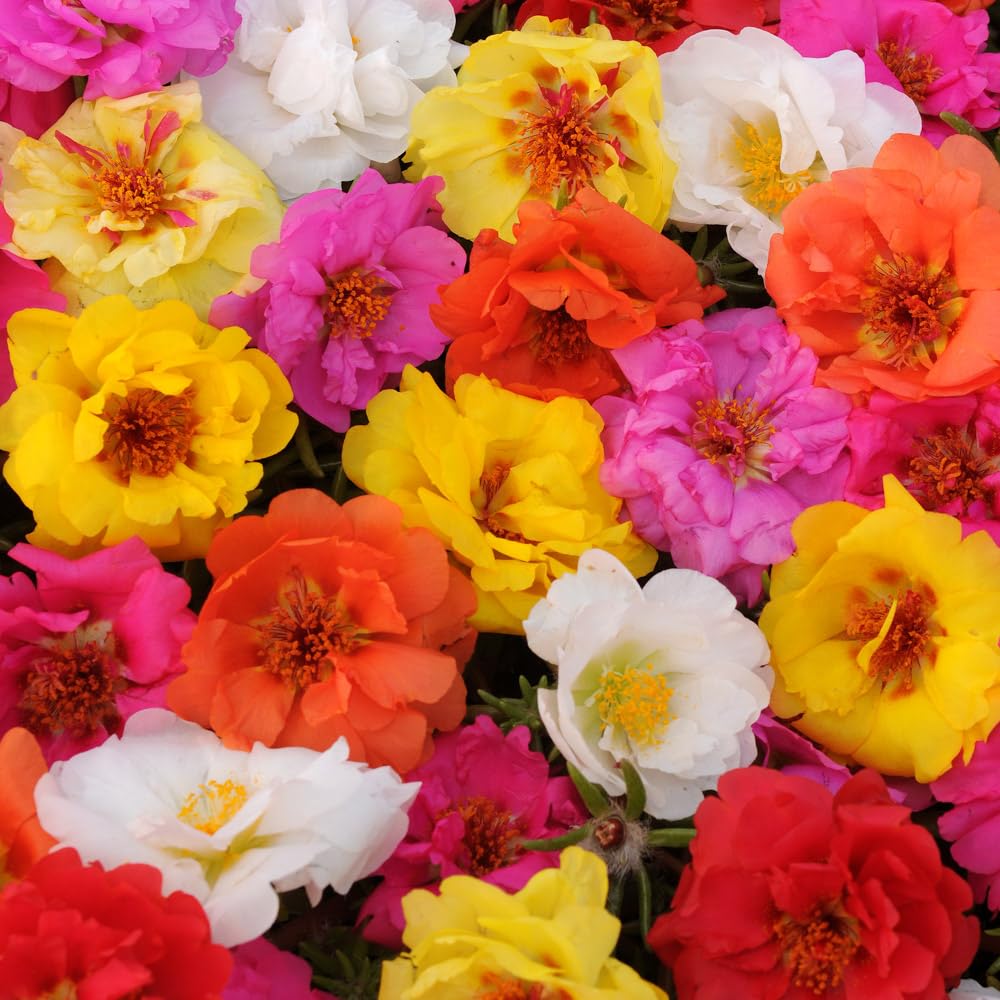 Bedwen Portulaca 'Happy Trails Mix' 9cm Plant x2 – Trailing Moss Rose Succulent for Hot Hanging Baskets