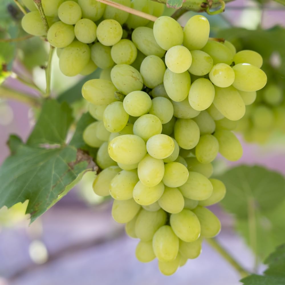 Grape 'Lakemont' - Sun-Loving, Seedless White Grape with Muscat Flavour - Disease-Resistant and Abundant Harvest - Ideal for South-Facing Walls - 1x 3 Litre Potted Plant by Thompson & Morgan