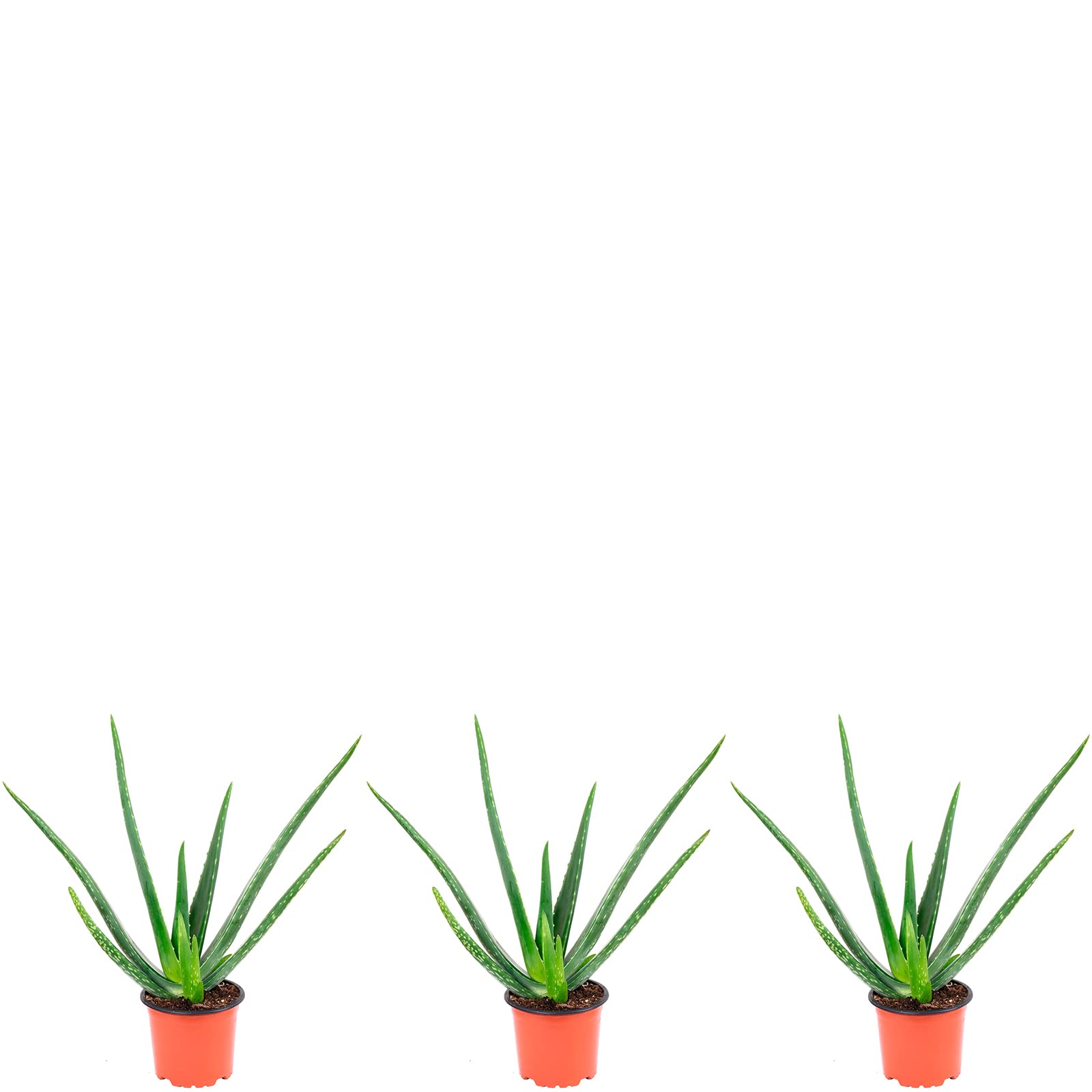 Lot de 3 véritable aloe vera - Hauteur : env. 40 cm - Diamètre du pot : 12 cm