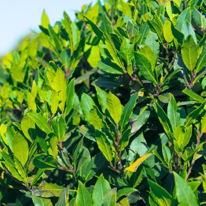 Bay Leaf Plant in 4 Inch Pot - 8 to 12 Inch Tall Bay Leaf Tree Potted, Perennial