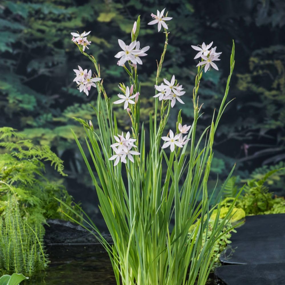 Schizostylis coccinea 'Alba' – White Flag Lily Pond Marginal 9cm Pot x1 Plant By Thompson & Morgan