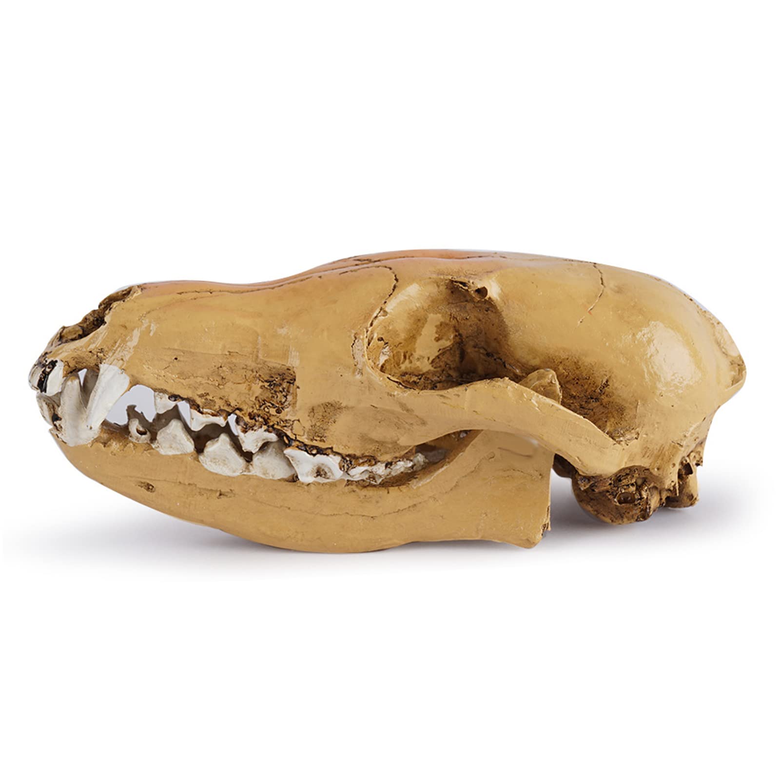 Modelo de calavera de zorro de resina, réplica de cráneo de zorro de zorro salvaje de tamaño natural para accesorios de Halloween, enseñanza de la ciencia