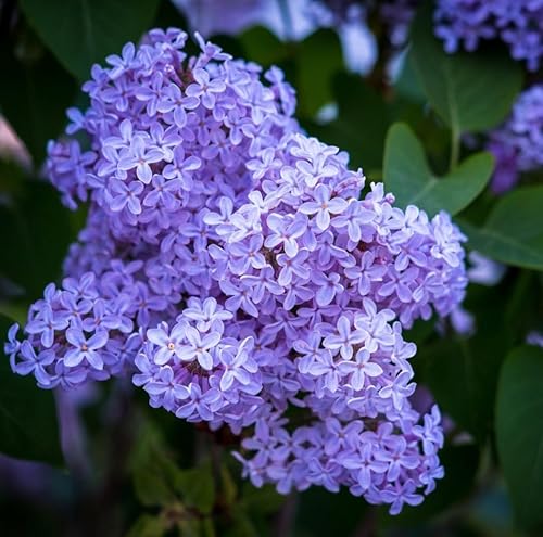Miniatura 4 de 50 Semillas Lilas Moradas Árbol Japonés Extremadamente Fragante Lila Púrpura Claro Syringa Vulgaris