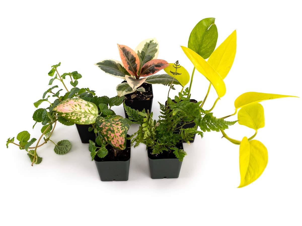 Amazon.com : Josh's Frogs 36x18x18/ 40 Breeder Ball Python Terrarium Plant  Kit : Patio, Lawn & Garden
