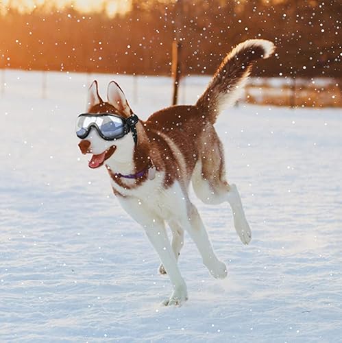 Miniatura 7 de Gafas de sol para perros medianos o grandes, anti-UV, impermeables, resistentes al viento, a prueba de nieve, protección ocular para perros de