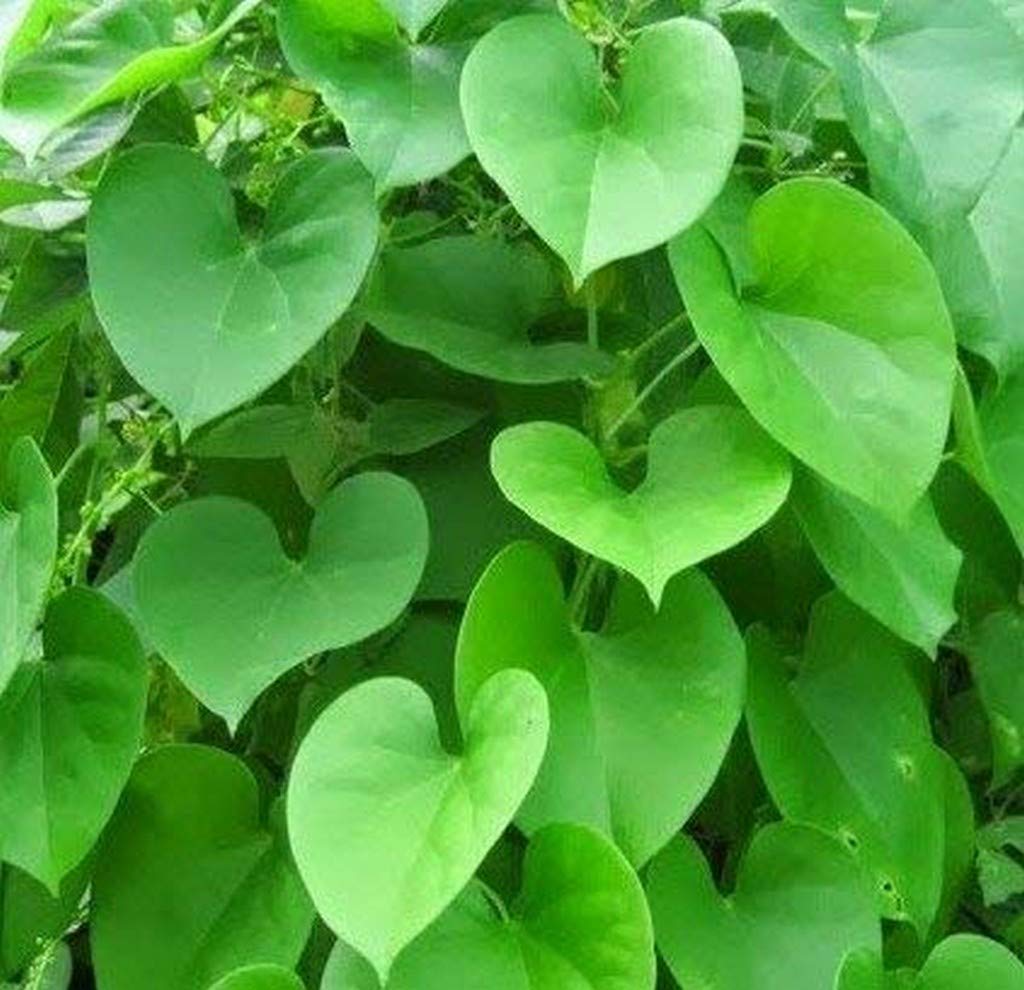 See full amazon price history chart for Creative Farmer Live Plant Giloy, Gulvel - Tinospora Cordifolia Exotic Rare (Tinospora Cordifolia) (1 Live …Medicinal Herb Plant) Creative Farmer Live Plant Giloy, Gulvel - Tinospora Cordifolia Exotic Rare (Tinospora Cordifolia) (1 Live …Medicinal Herb Plant) (B08P5TH7YW) Amazon Price History, Amazon Price Tracker