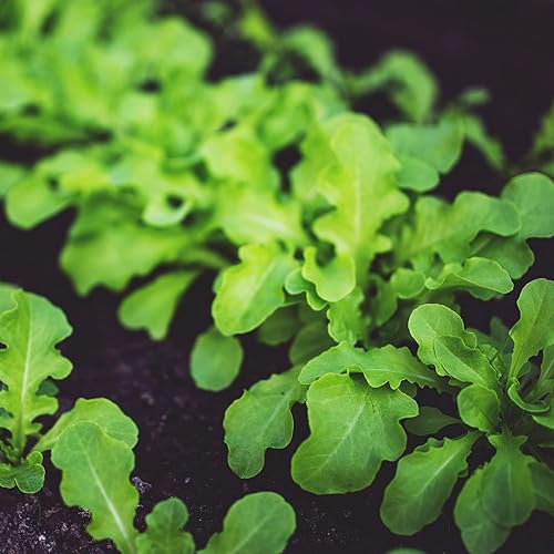 Miniatura 5 de Farm Plastic Supply - Lámina de plástico transparente para invernaderos - Ultra duradera - 8 mil - (50 x 70 pies) - Película de polietileno