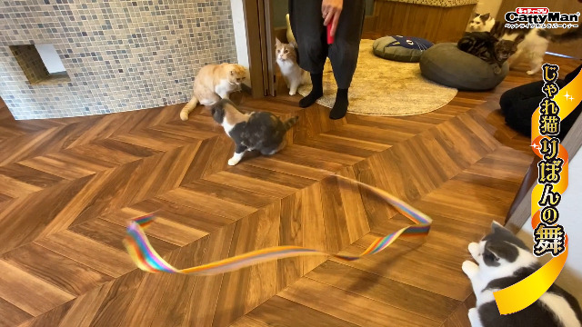 Amazon | キャティーマン (CattyMan) じゃれ猫 りぼんの舞