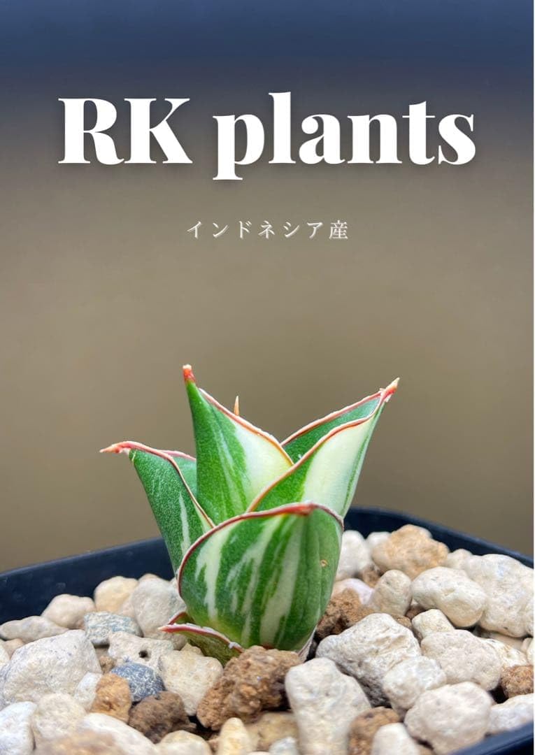 【1点のみ！】サンスベリア タワー　発根済み 子株 抜き苗 希少 斑入り Amazon.co.jp: 美斑 タワー サンスベリア 抜き苗 希少 : DIY・工具