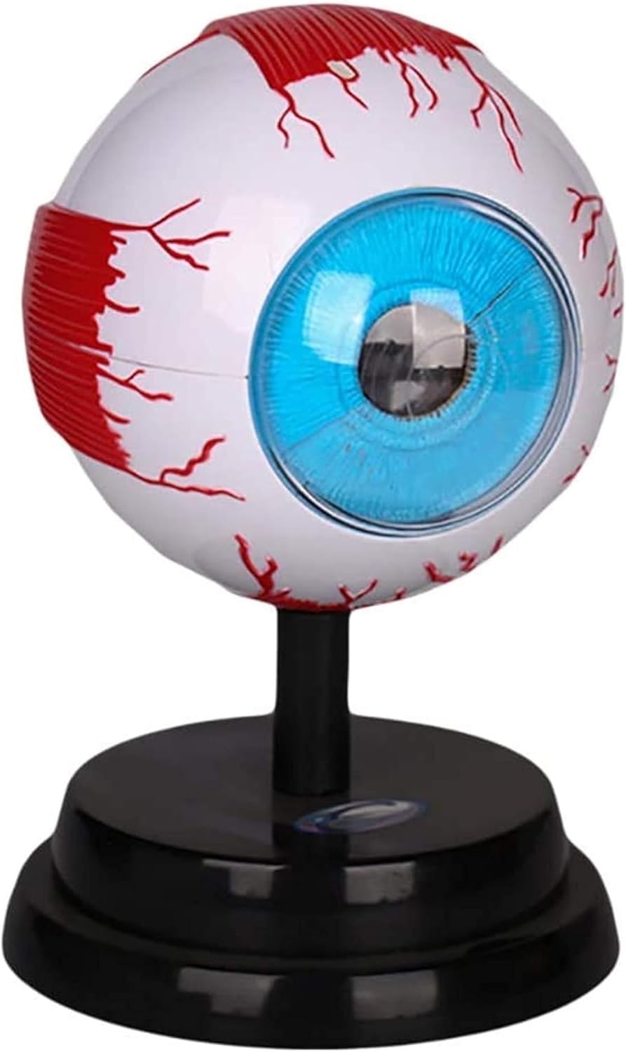 Eyeball Anatomical Model, Medical Model, Detachable Human Organ Model, for Medical Education Teaching Model