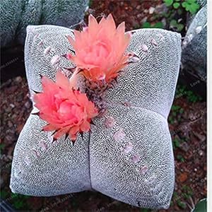Bloom Green Co. 100 pc/sacchetto Astrophytum Myriostigma bonsai del fiore Mini-Bonsai Resistente Bonsai Pentagram Cactus impianto per casa Grden: 5