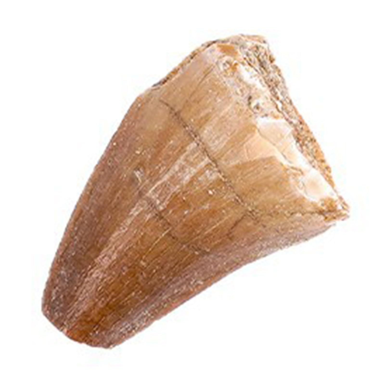 Denti Fossili di Mosasauro Preistorico (Confezione da 10) Denti Fossili Marini Naturali, Pietra Grezza, Decorazioni Artistiche e Scientifiche per Collezioni,10 PCS