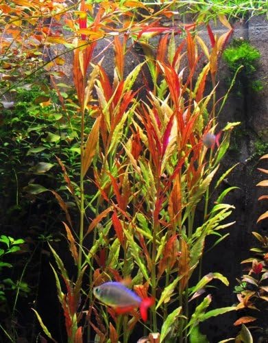 Alternanthera Reineckii VAR. Roseafolia | Telanthera – Easy Red Plant