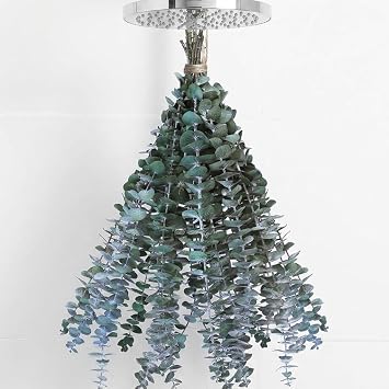10 PCS Dried Eucalyptus Stems for Shower Bathroom Decor 15-16" Real Leaves Branches for Vase Filler, Home Wedding Arrangement 100% Natural Fresh Greenery Hanging Preserved Eucalyptus Plant