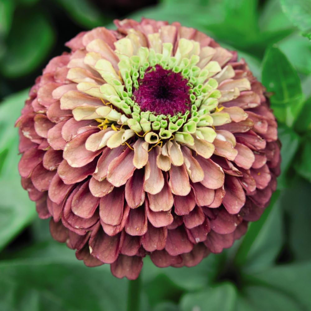 Strikingly Unusual Zinnia Elegans Queen Red Lime - RHS Award Winner for Your Garden! - 1x Packet of 20 Seeds by Thompson & Morgan