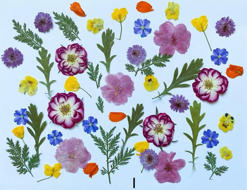 60 piezas de flores y hojas prensadas comestibles para decoración miniatura 6