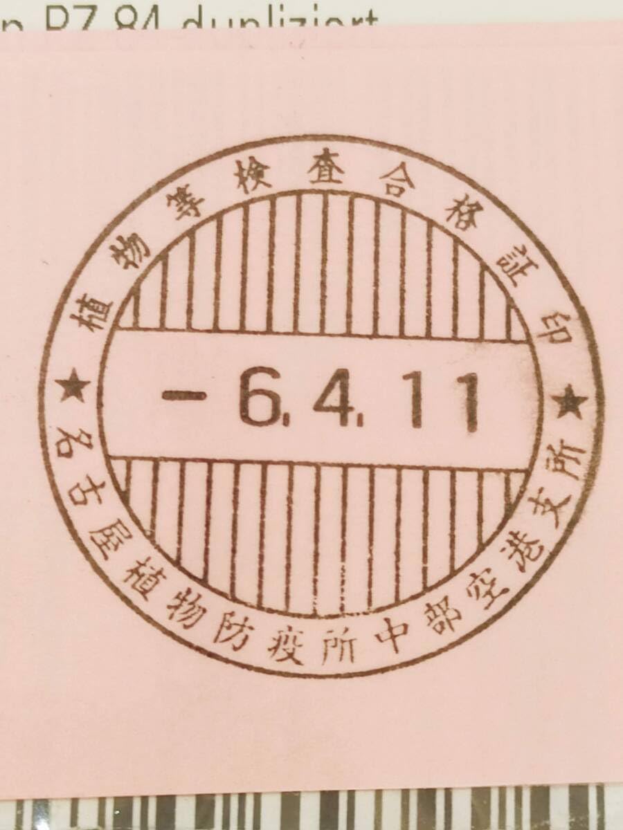 Amazon.co.jp: 4月入荷 5粒+@ サイカス sp. シルバー（タイシルバー  