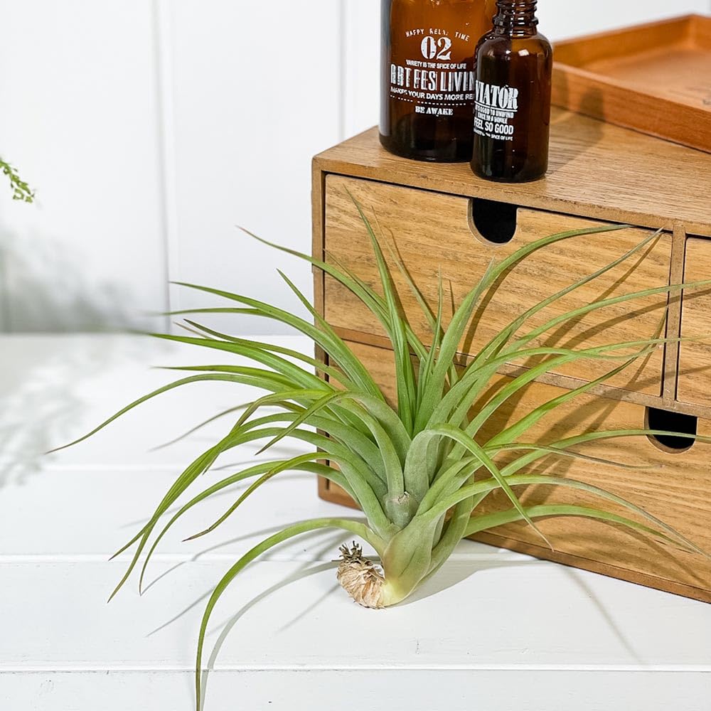 チランジア カピタータ メキシコ 1株 Amazon｜PLANCHU エアプランツ ティランジア カピタータ Lサイズ 1株