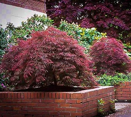 Red Dragon Weeping Japanese Maple