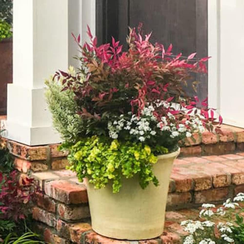 Blooming & Beautiful - Obsession Nandina - 3 gal - Southern Living - Evergreen Shrub - Red Colored Foliage - Compact Growing - Zones 6-10 - Nandina domestica 'Seika' PP21891-3 Gallon Pot