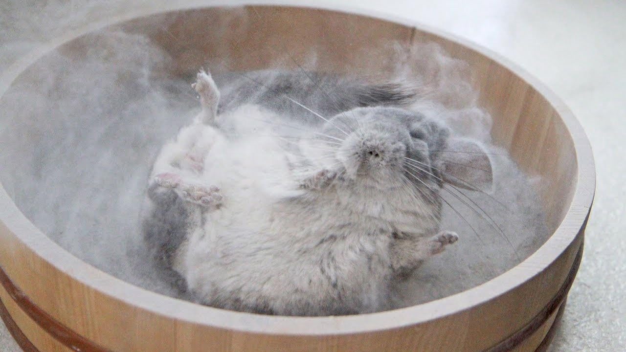 Lixit Chinchilla-Staub (1,4 kg)